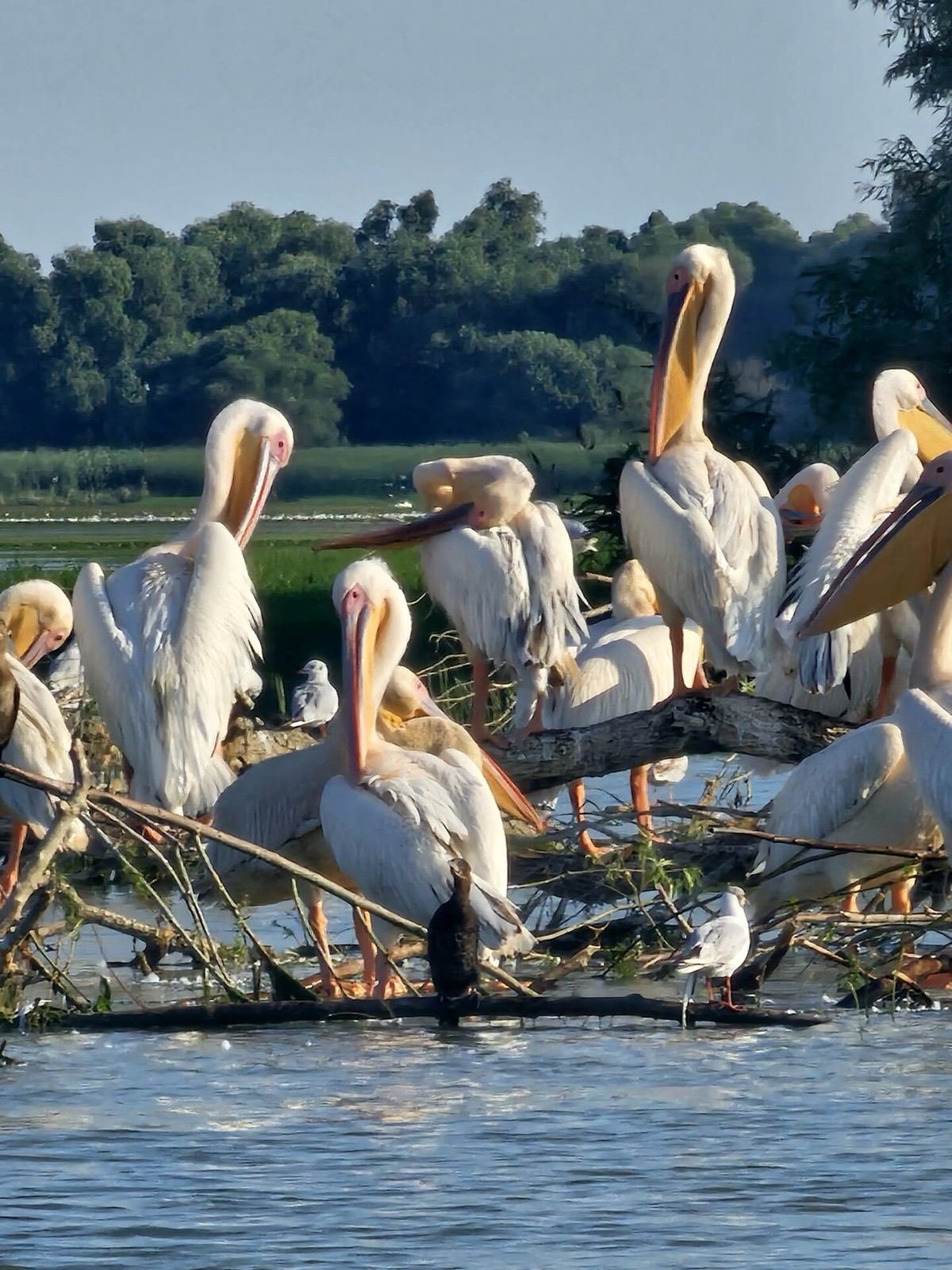 Peisaj scenic Delta
