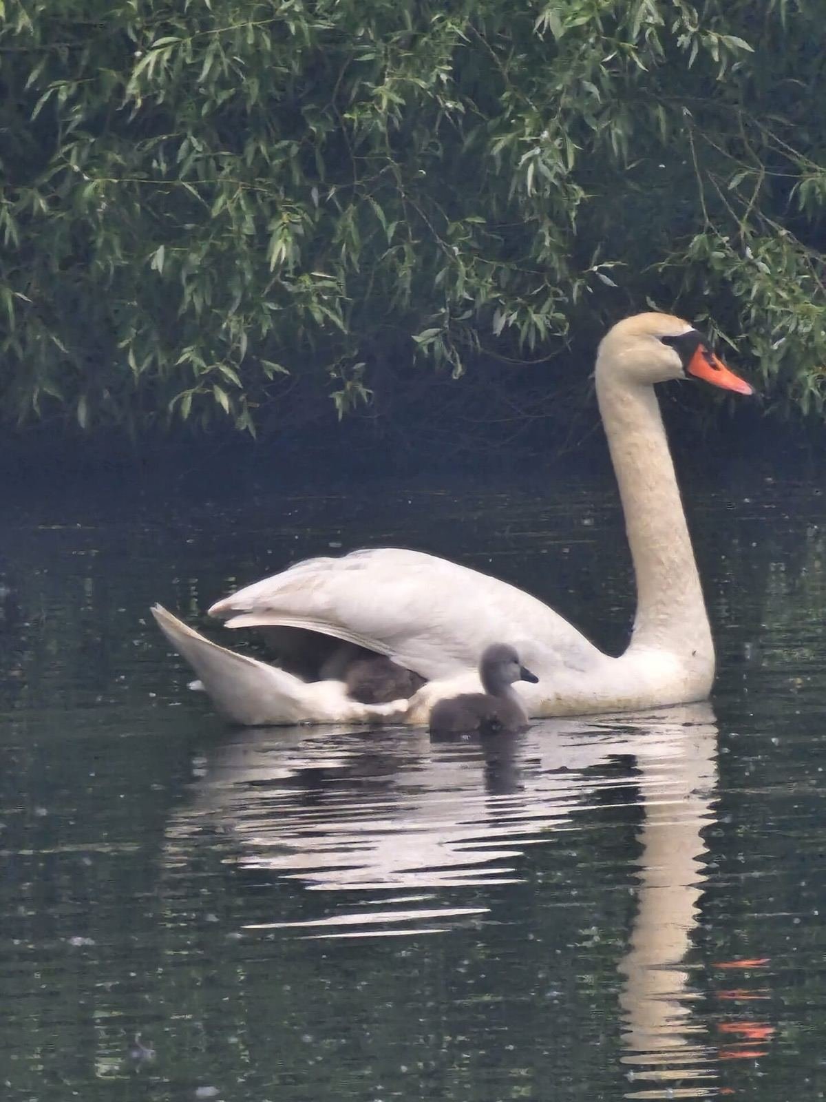 Barcă pe canal cu stuf